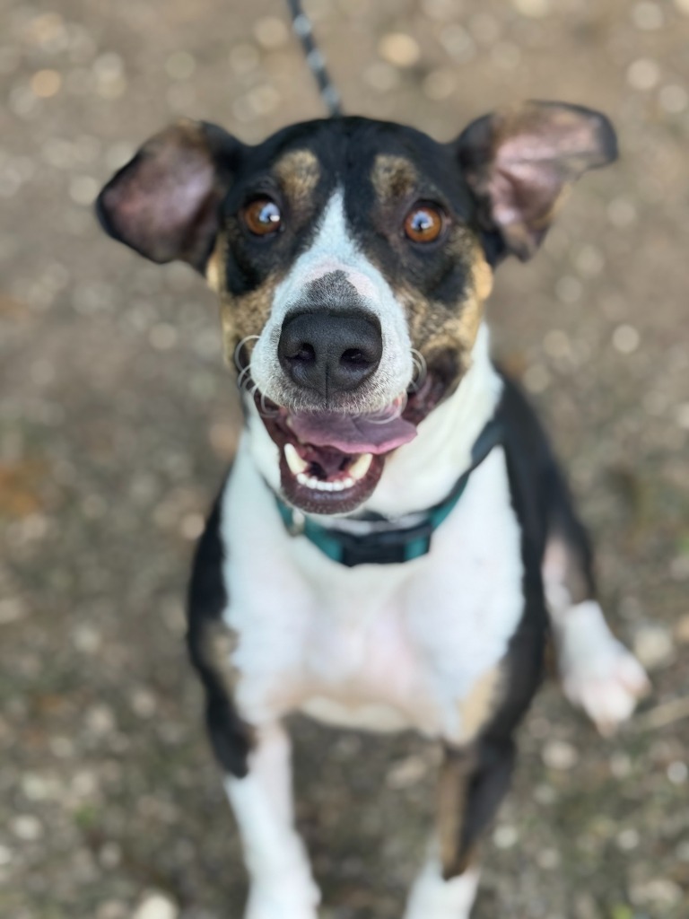 Jet