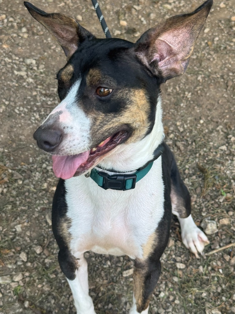 Jet