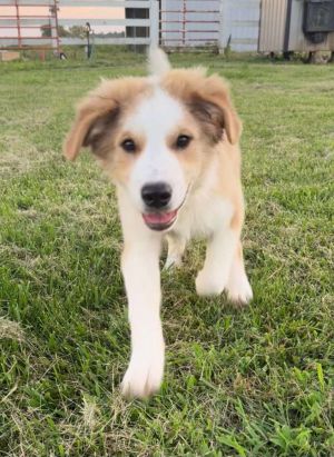 Athena - in VT/NH, Baby Female unknown