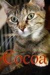 Cocoa photo 1