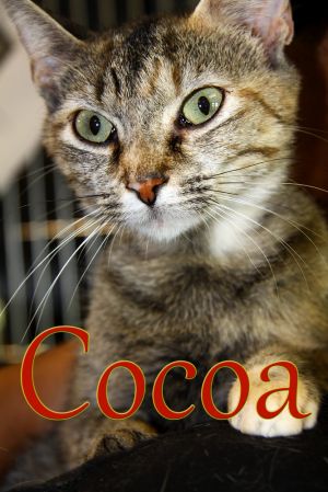 Cocoa, Adult Female Domestic Short Hair