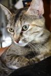 Cocoa photo 2