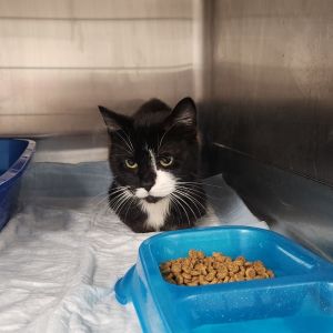 Waco, Young Male Domestic Short Hair