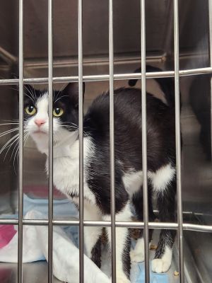 Emory, Young Female Domestic Short Hair