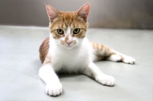 Farley is a comedian and a bit spunky He loves to entertain people and other kitties by running aro