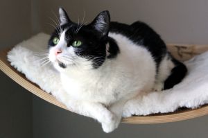 Star, Adult Female Domestic Short Hair