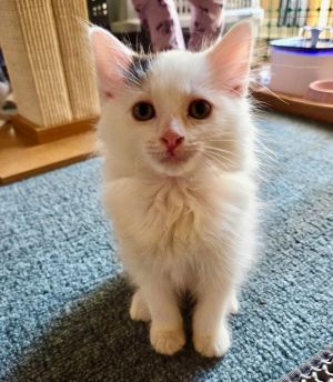 Zen Domestic Medium Hair Cat