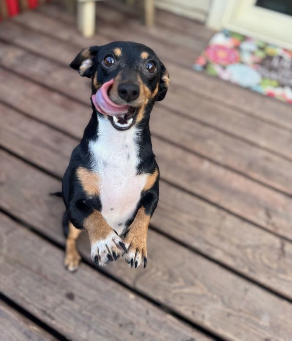 Penelope