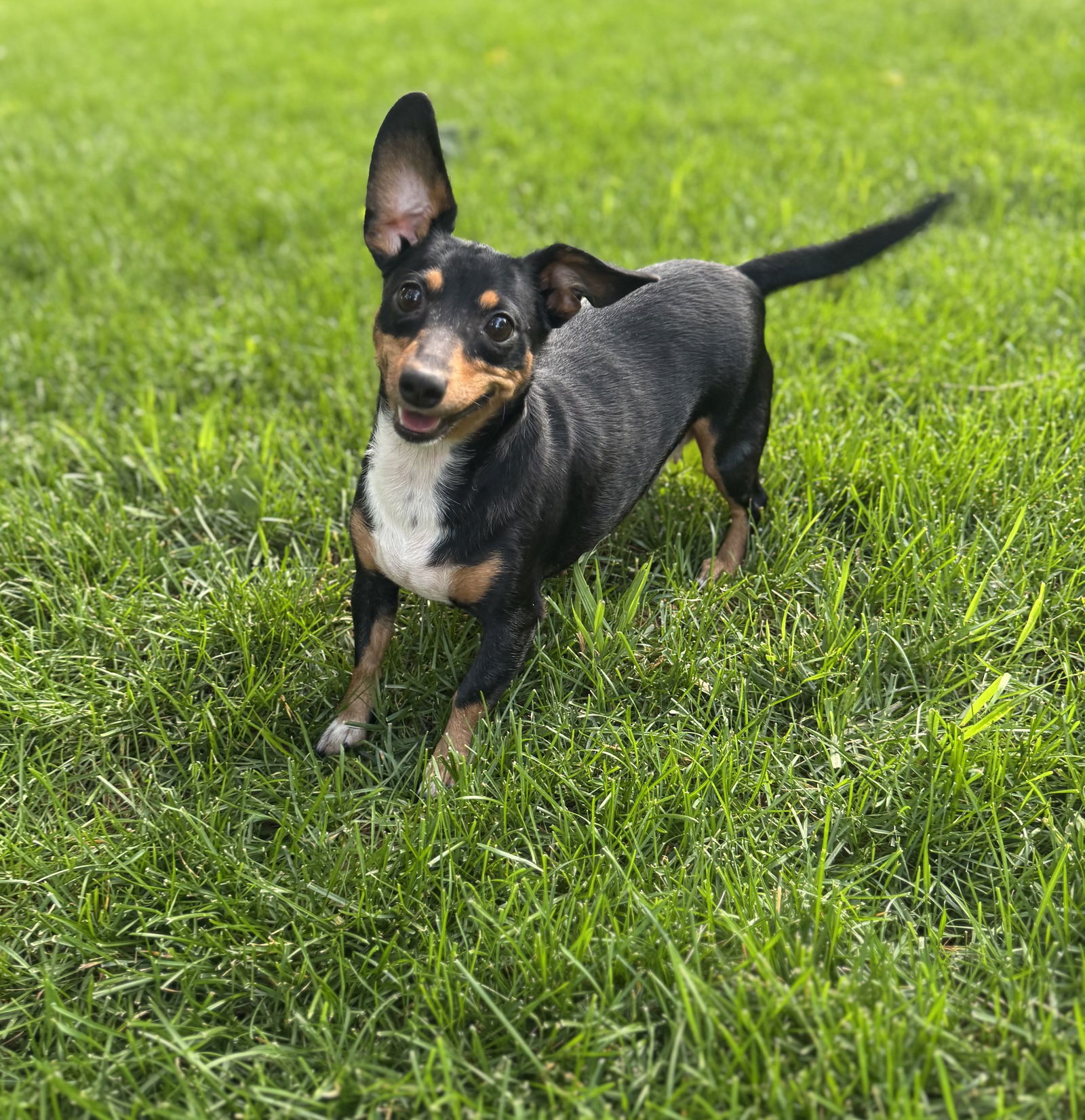 Penelope, an adoptable Dachshund in Sioux Falls, SD, 57101 | Photo Image 1