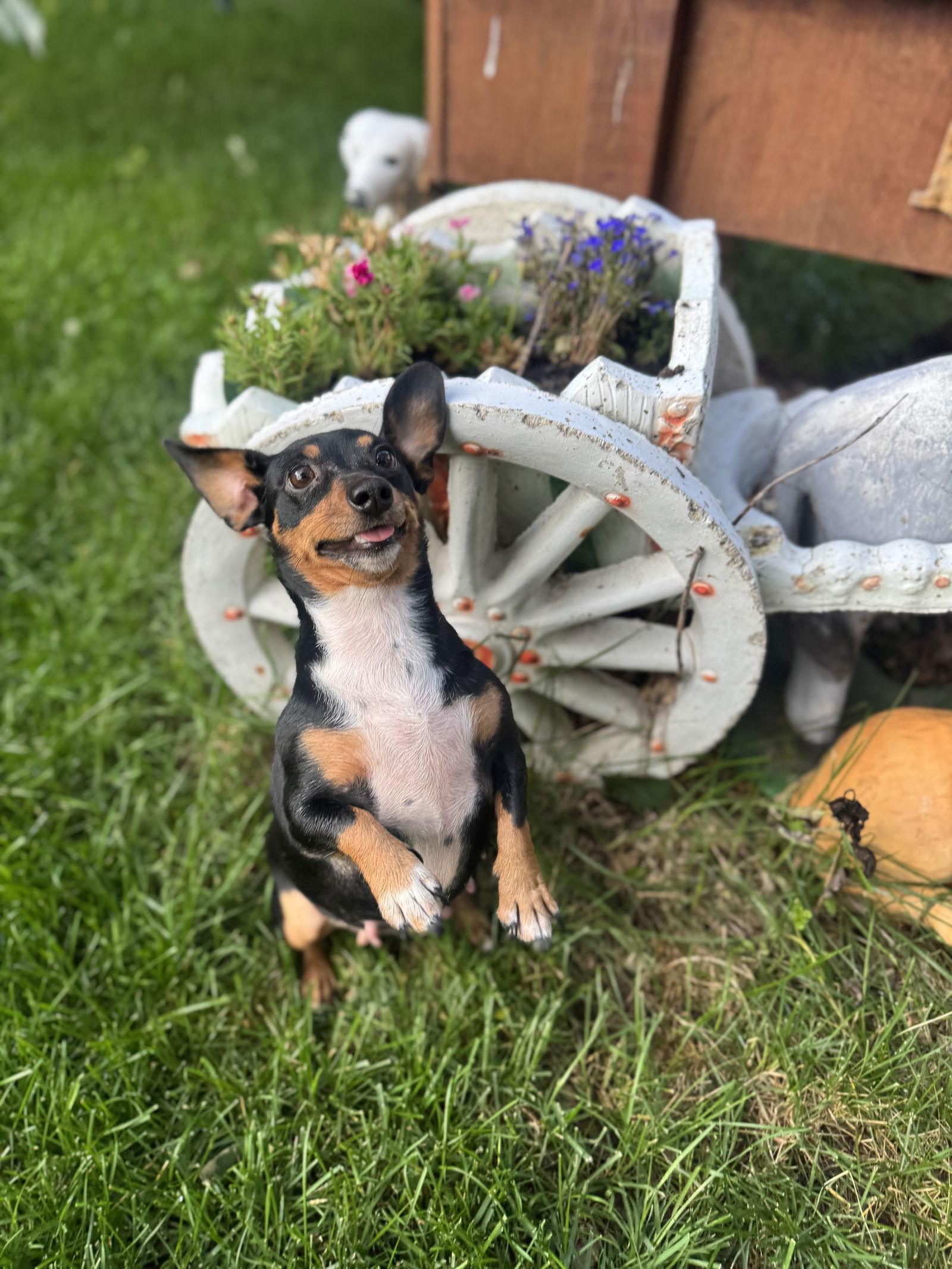 Penelope, an adoptable Dachshund in Sioux Falls, SD, 57101 | Photo Image 3