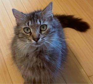 Margarita, Adult Female Domestic Long Hair