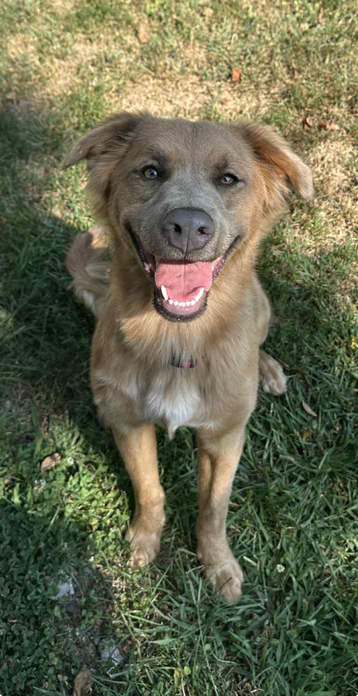 Koda