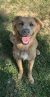 Koda photo 1