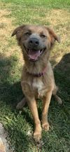 Koda photo 5