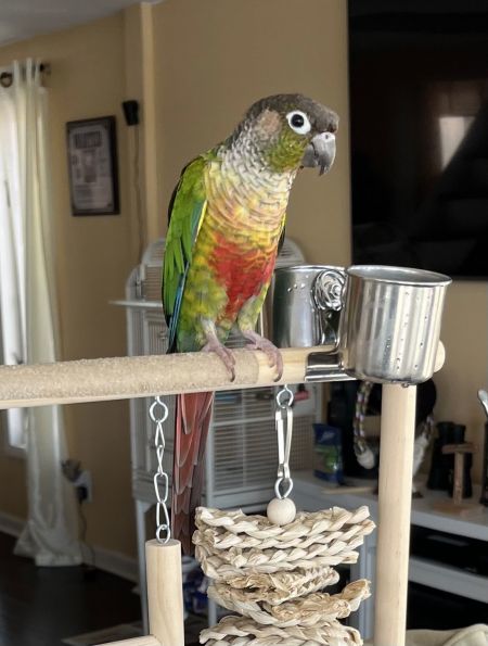 Bird