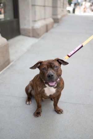 Patrick Mixed Breed Dog