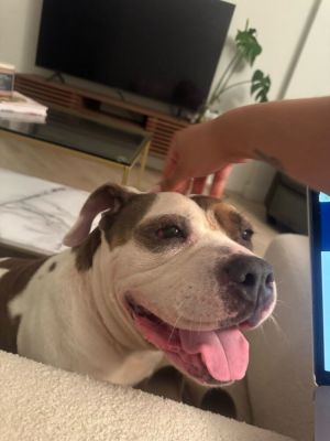 Cardi Mixed Breed Dog