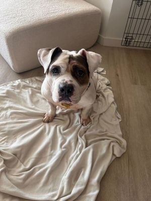 Meet Cardi This 4-year-old cutie recently entered foster care after arriving at the shelter as a st
