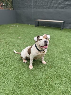 Meet Cardi This 4-year-old cutie recently entered foster care after arriving at the shelter as a st