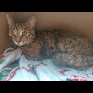Skittles, Baby Female Domestic Short Hair
