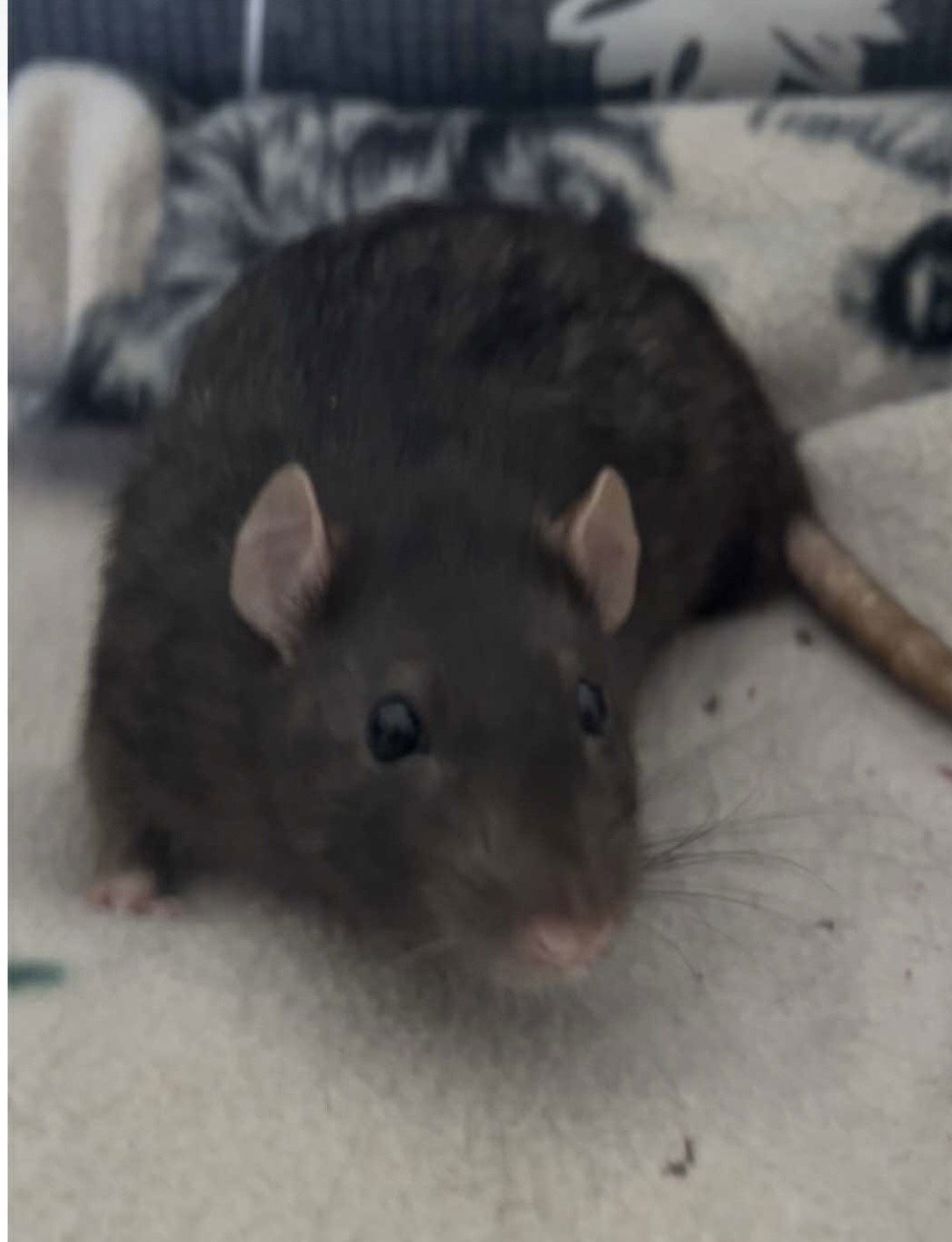 Cocoa Puff