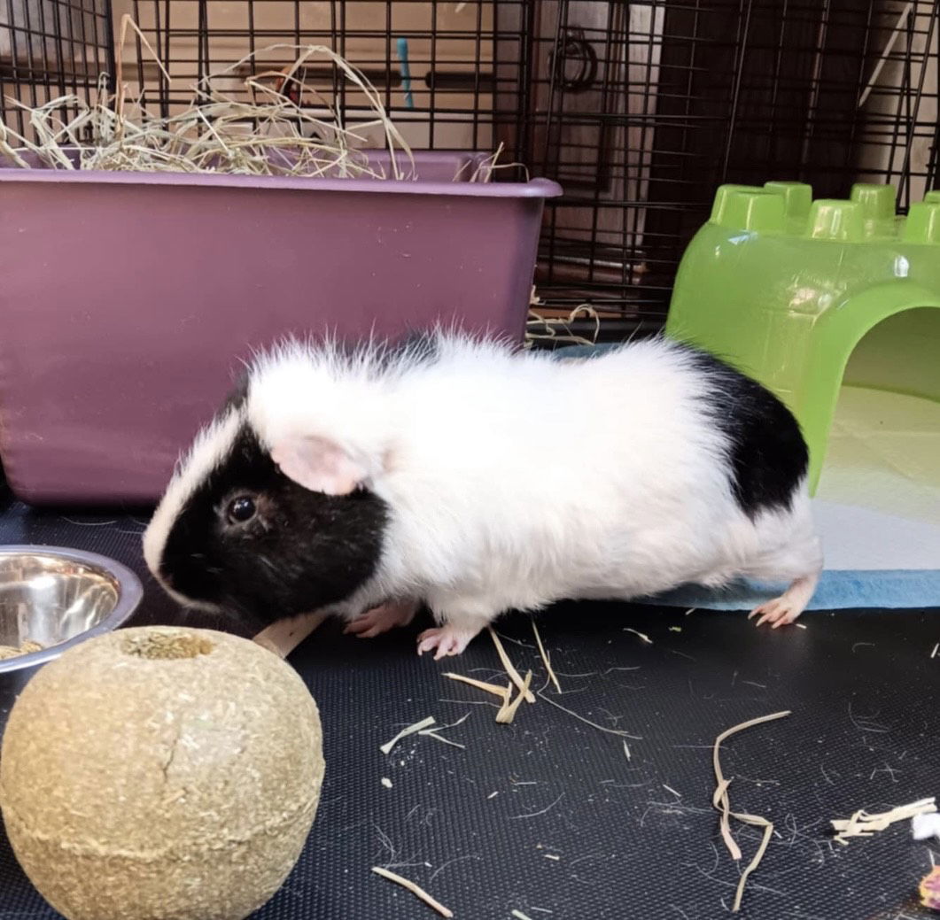 Oreo