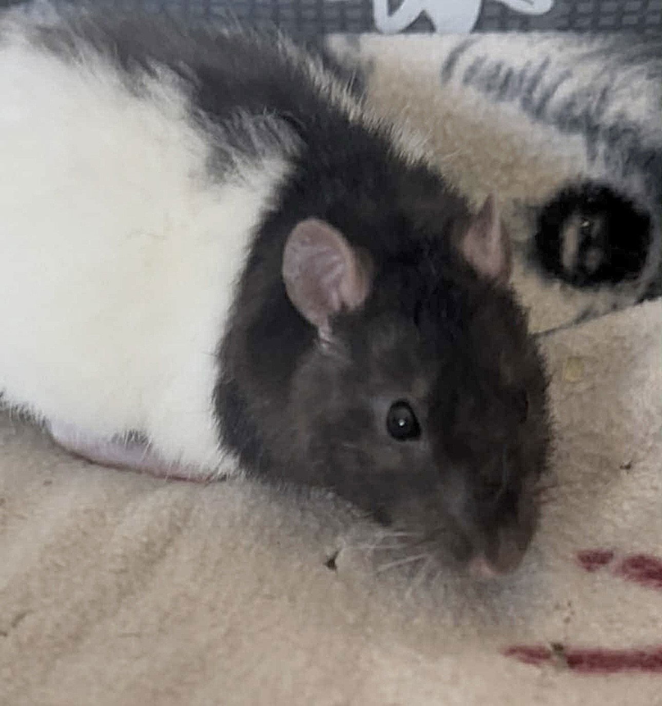Cheerio