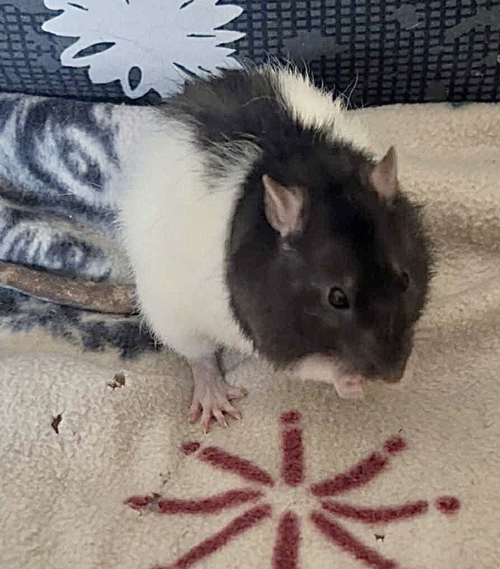 Cheerio