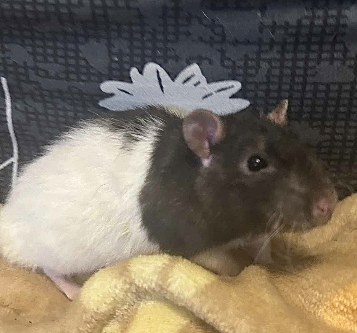 Cheerio