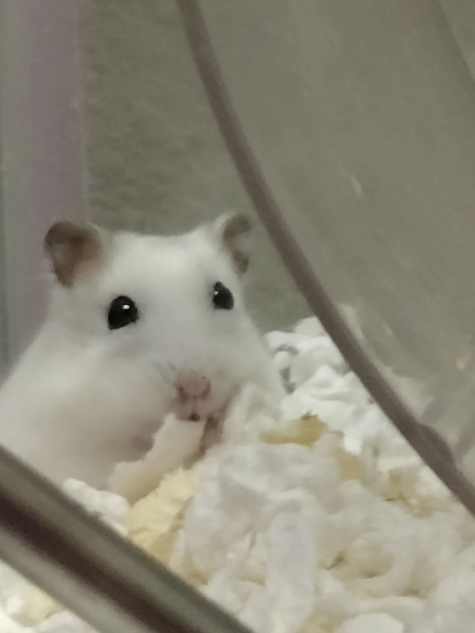 Snow White