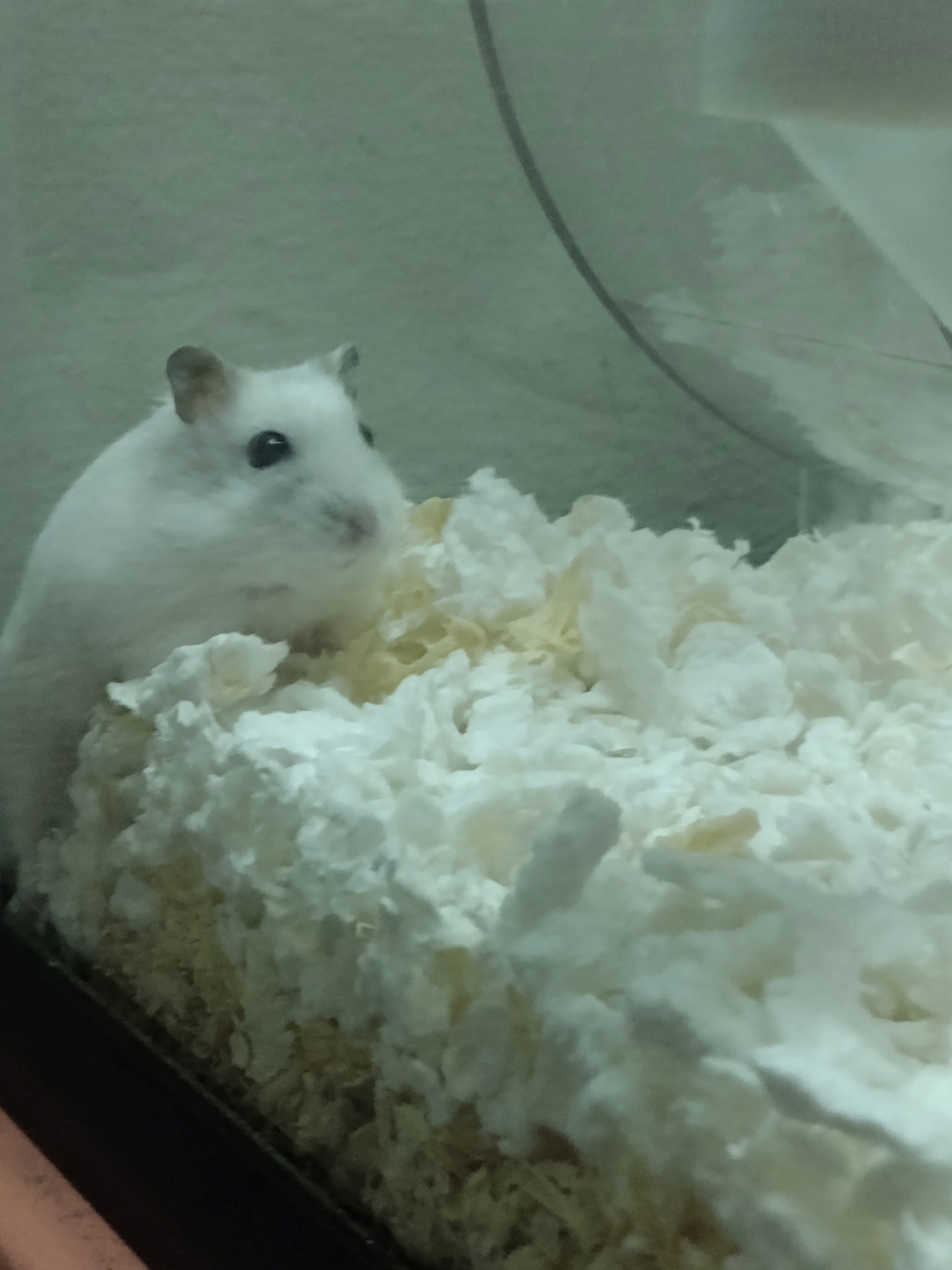 Snow White