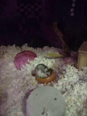 Anthony Edwards, Adult Male Hamster