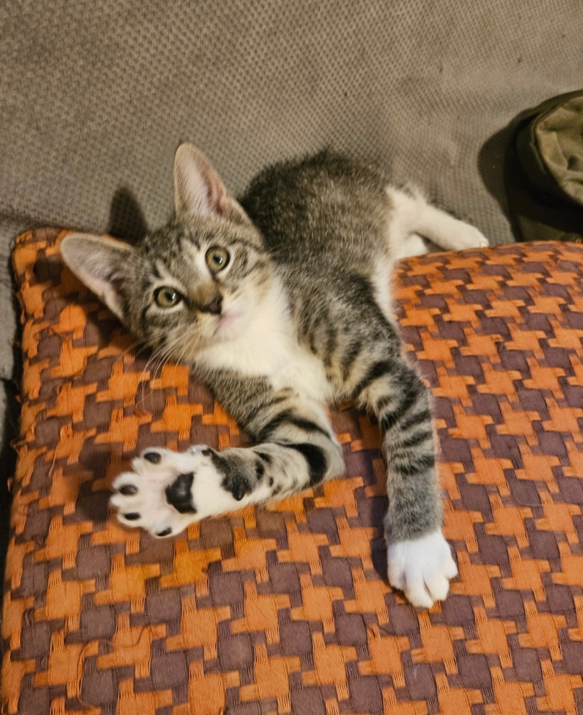 Socks