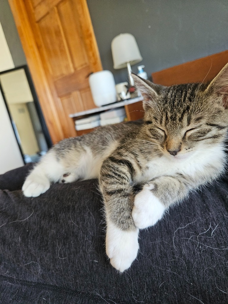 Socks