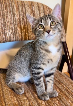 Stripes, Baby Female Domestic Short Hair