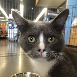 Meet Zephyr a sweet boy with an abundance of love to share He adores people and will quickly win y