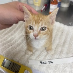 Bell 24-Pilot, Baby Male Domestic Short Hair