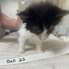 Bell 25-Goliath, Baby Male unknown