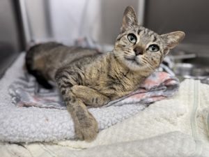 BettyCrocker, Adult Female Domestic Short Hair