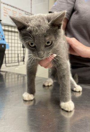 Hendrix, Baby Male Domestic Short Hair