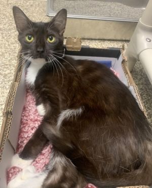 Octopus, Adult Female Domestic Short Hair