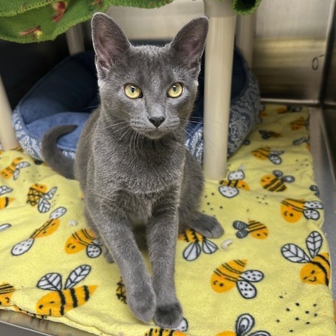 Saturn, an adoptable Domestic Short Hair in Detroit Lakes, MN, 56501 | Photo Image 1