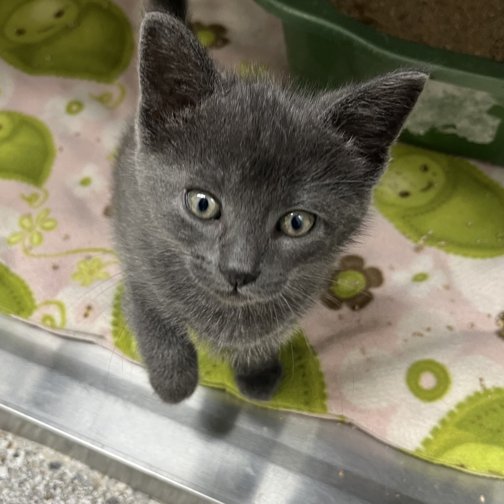 Saturn, an adoptable Domestic Short Hair in Detroit Lakes, MN, 56501 | Photo Image 2