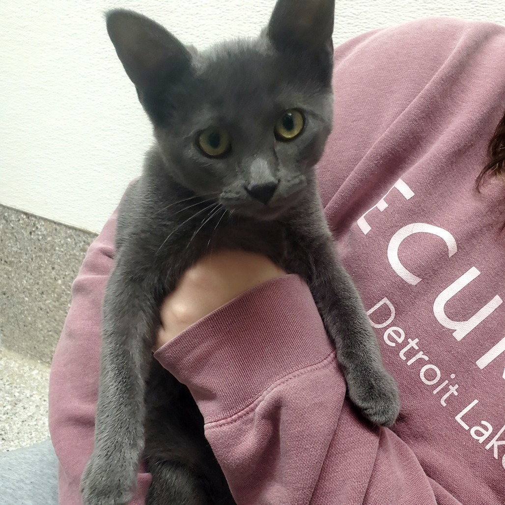 Saturn, an adoptable Domestic Short Hair in Detroit Lakes, MN, 56501 | Photo Image 3