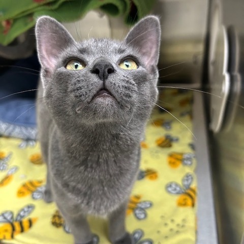 Saturn, an adoptable Domestic Short Hair in Detroit Lakes, MN, 56501 | Photo Image 4