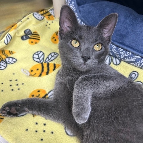 Saturn, an adoptable Domestic Short Hair in Detroit Lakes, MN, 56501 | Photo Image 5