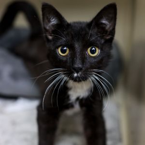 Rescued from the side of a busy freeway Sheldon is a little miracle with a huge heart This charmin