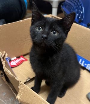Spaghetti, Baby Male Domestic Short Hair