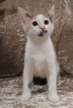Caramel, Baby Female Domestic Short Hair