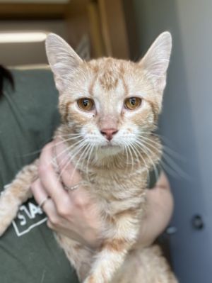 Bunny, Young Female Domestic Short Hair